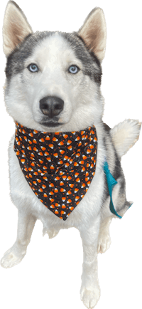 a husky wearing an orange and black bandana