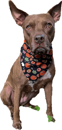 a brown dog wearing a bandana with pumpkins on it