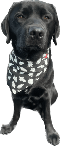 a black labrador wearing a black bandana