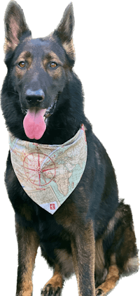 a black dog wearing a bandana with a map on it