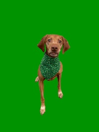 a dog wearing a green bandana on a green background