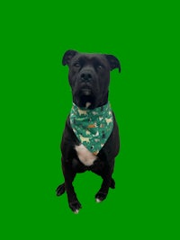 a black dog wearing a green bandana