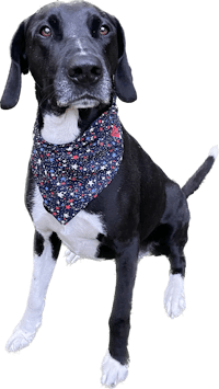 a black and white dog wearing a bandana