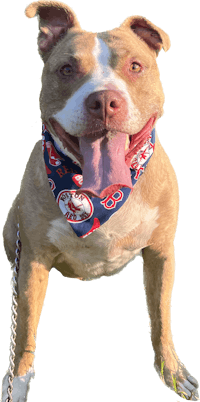 a dog wearing a red and blue bandana