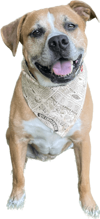 a brown and white dog wearing a bandana