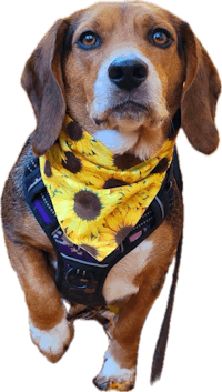 a beagle wearing a sunflower bandana
