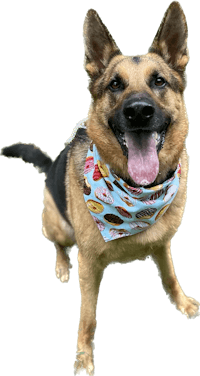 a german shepherd dog wearing a bandana