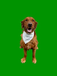 a dog wearing a bandana on a green background