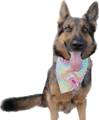 a german shepherd wearing a colorful bandana