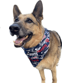 new england patriots dog bandana