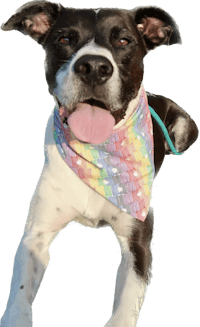 a black and white dog wearing a rainbow bandana
