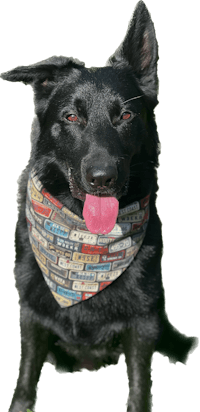 a black dog wearing a bandana