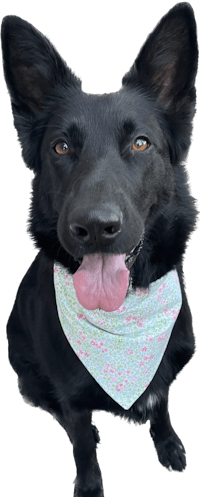 a black dog wearing a pink and white bandana