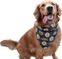 a golden retriever wearing a boston bruins bandana